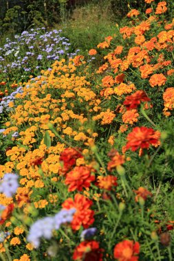 Yaz flowerses kent Bahçe