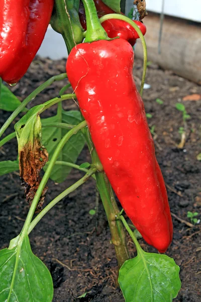 Rode peper in plantaardige broeikas — Stockfoto