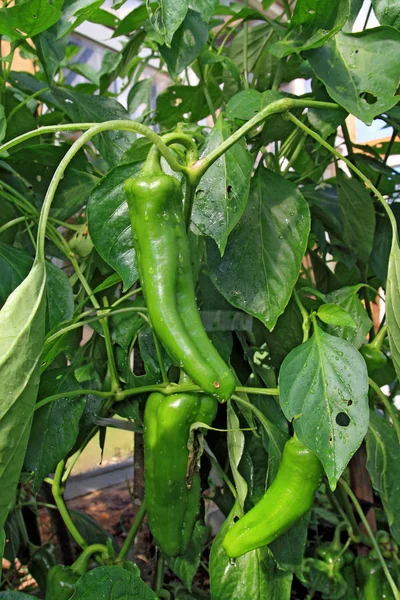 Grön paprika på gren i växthus — Stockfoto