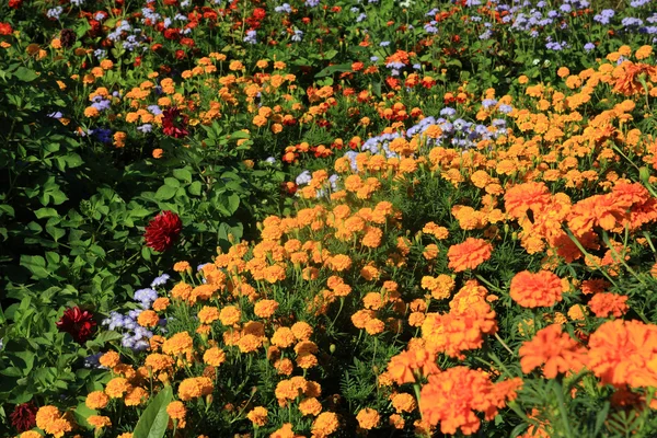 Flowerses kırsal bina yakınındaki flowerbed üzerinde — Stok fotoğraf