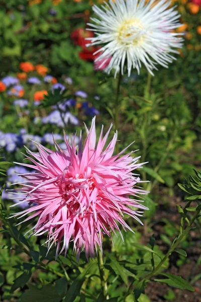 Летние цветы в городском саду — стоковое фото