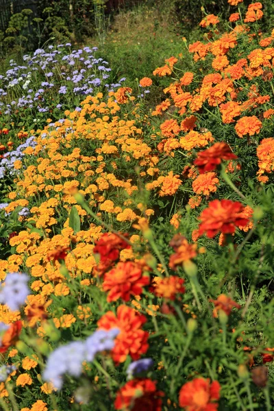Sommar flowerses i staden trädgård — Stockfoto