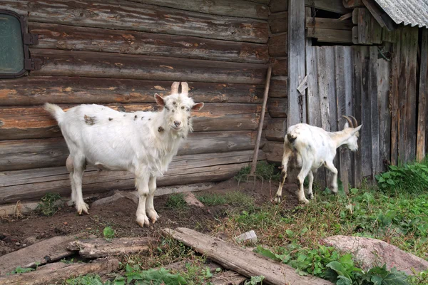 Stock image Nanny goat near rural building