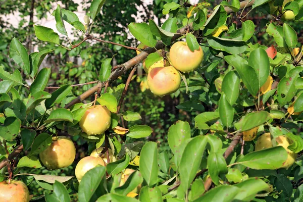 Ripe apple on green branch — Stock Photo, Image