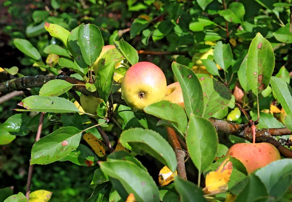 Apple ágon őszi kertben — Stock Fotó
