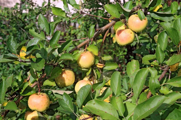 Apple on branch in autumn garden — Stock Photo, Image