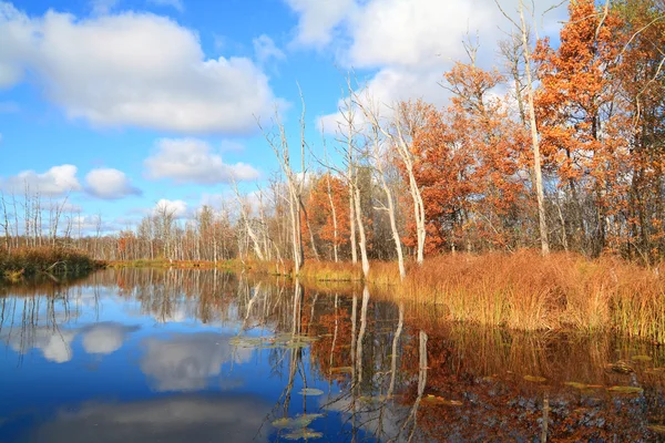 Höstens trä på kusten floden — Stockfoto