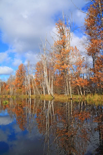 Autumn wood on coast river — Stock Photo, Image