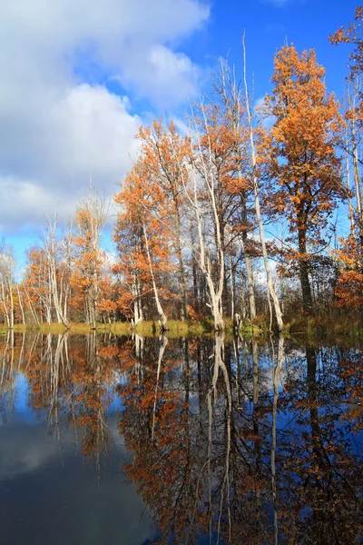 Autumn wood on coast river — Stock Photo, Image