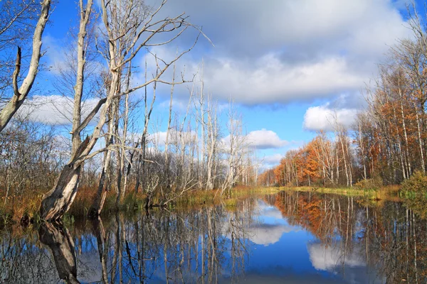 Bosque de otoño en el río costa — Foto de Stock