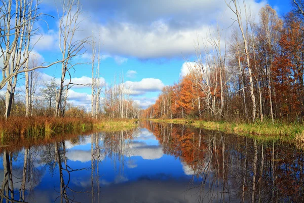 Осенний лес на берегу реки — стоковое фото