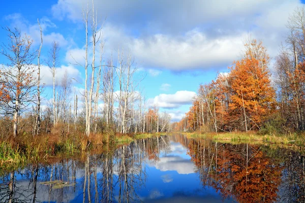 stock image Autumn wood on coast river