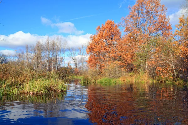 Herfst hout op kust rivier — Stockfoto