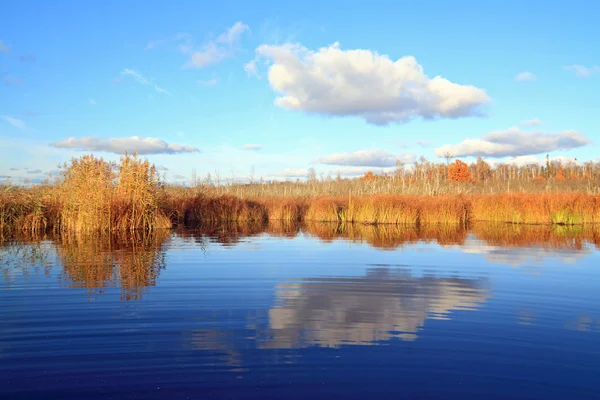 Желтая трость на маленьком озере — стоковое фото