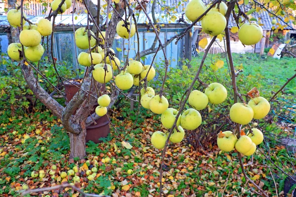 Яблоко на ветке в осеннем саду — стоковое фото
