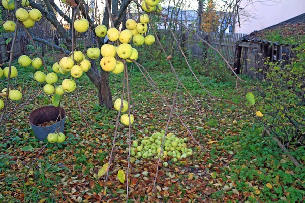 Яблоко на ветке в осеннем саду — стоковое фото