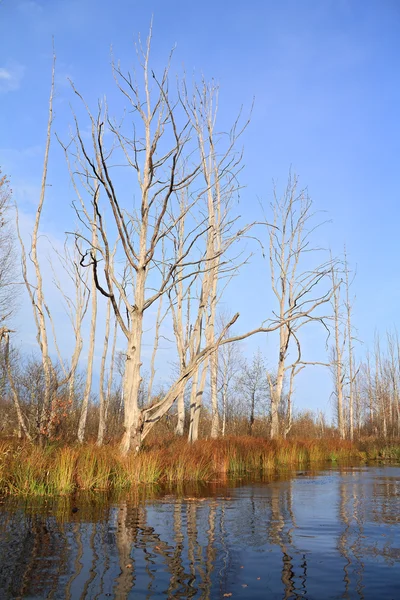 Сухое дерево на берегу реки — стоковое фото