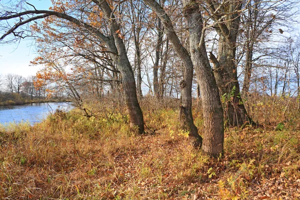 Oak wood on coast river — Stock Photo, Image