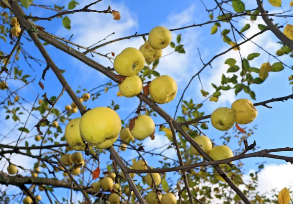 Яблуко на гілці яблуні — стокове фото