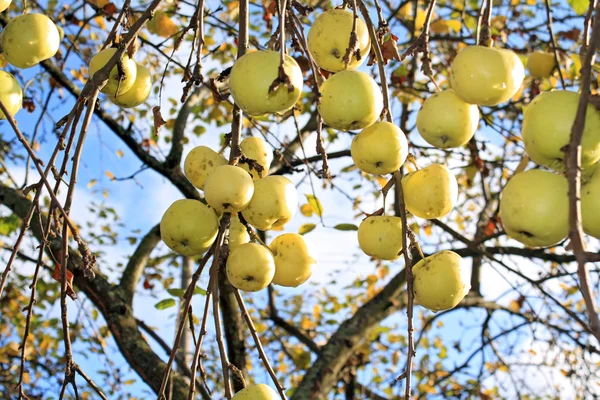 Apple på gren av aple träden — Stockfoto