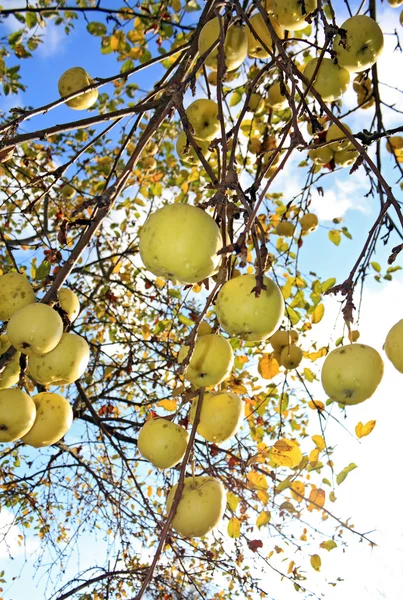 Яблоко на ветке яблони — стоковое фото