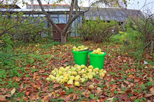 Яблоко в ведре в осеннем саду — стоковое фото