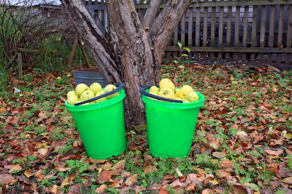 Яблоко в ведре в осеннем саду — стоковое фото