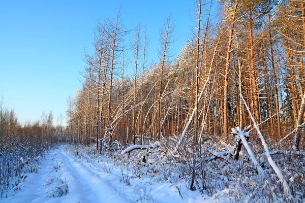 Camino rural envejecido en madera de pino — Foto de Stock