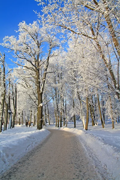 ウィンターパークの雪レーン — ストック写真