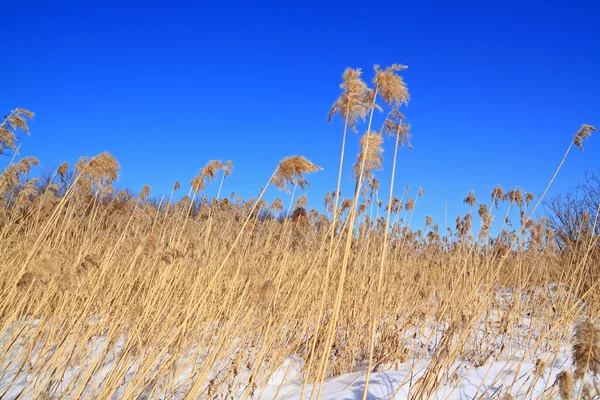 Сухая трава в снегу — стоковое фото