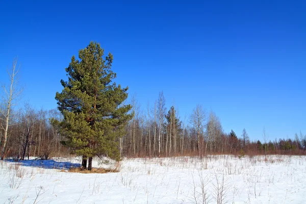 Зеленая сосна на снежном поле — стоковое фото