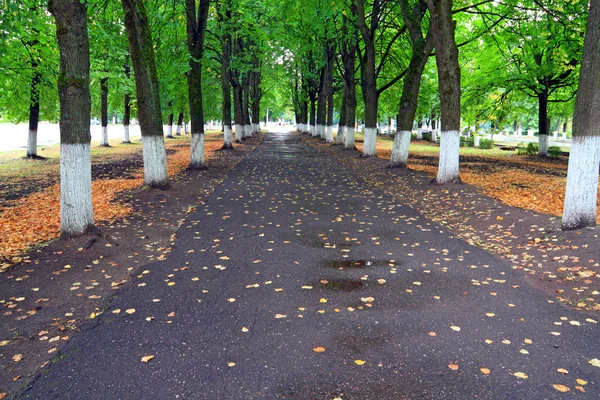 Mokrá stopa v podzimním parku — Stock fotografie