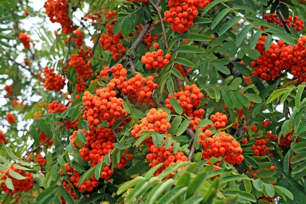 Tree of rowanberry in town park — Stock Photo, Image