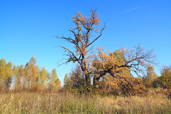 Vieux chêne sur champ d'automne — Photo