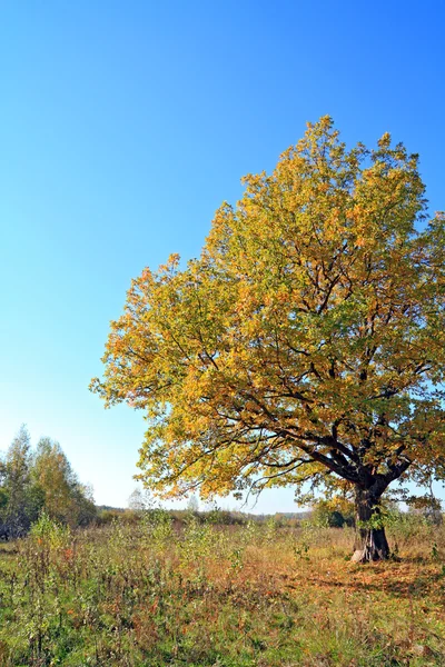 Yellow debit on autumn field — Stock Photo, Image