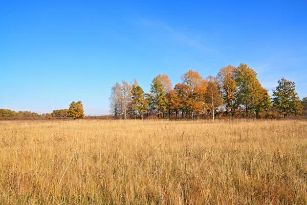 Żółty Lasku na jesień pole — Zdjęcie stockowe