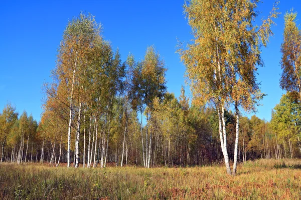 Autumn birch wood on blue background — Stock Photo, Image