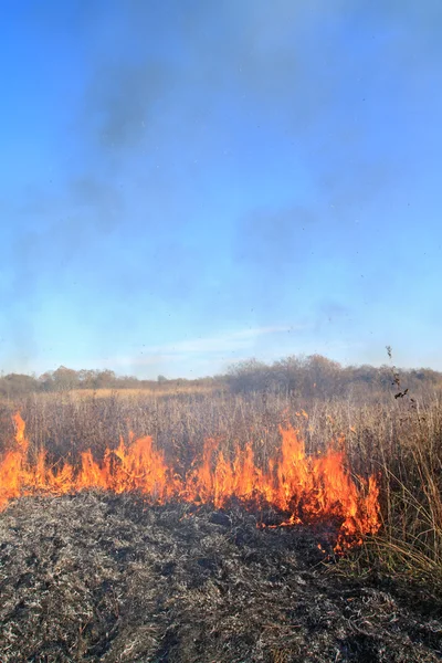 Пожежа в траві біля дуба — стокове фото