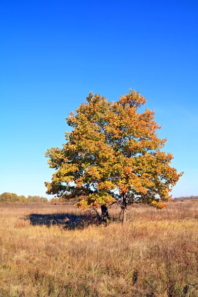 Žlutý dub na podzimní pole — Stock fotografie