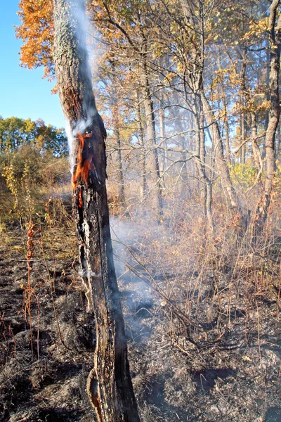 Tűz a fa — Stock Fotó