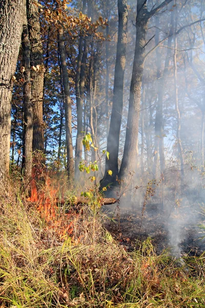 Пожар в лесу — стоковое фото
