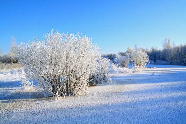 Krzewy śnieg na wybrzeżu rzeki — Zdjęcie stockowe