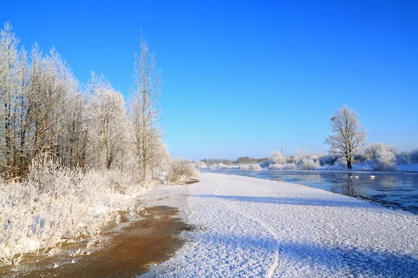 Arbustos de nieve en el río costa —  Fotos de Stock