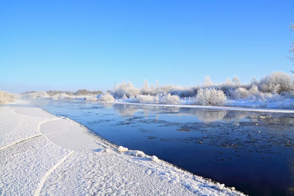Снежные кусты на берегу реки — стоковое фото
