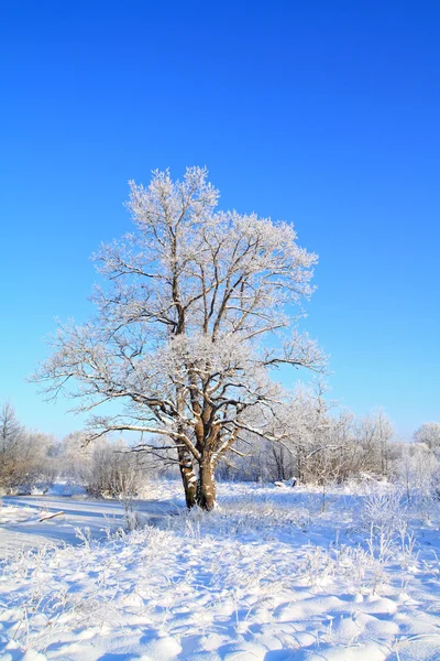 Carvalho de neve no campo de inverno — Fotografia de Stock