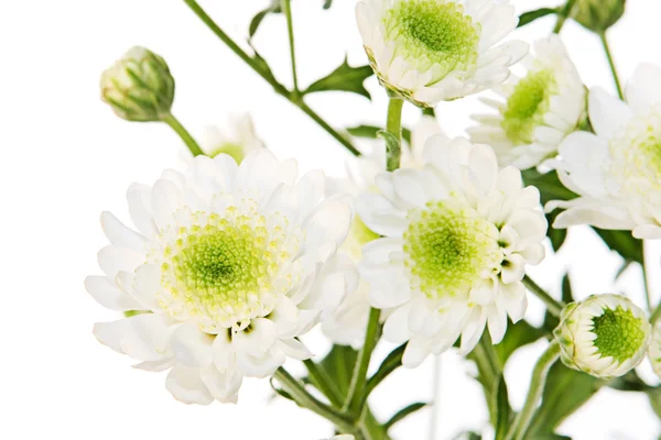 Witte bloemen — Stockfoto