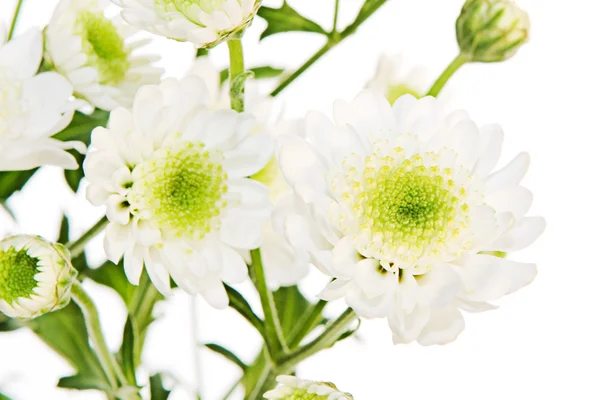 흰색 꽃 — 스톡 사진