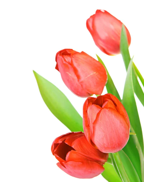 stock image Tulips