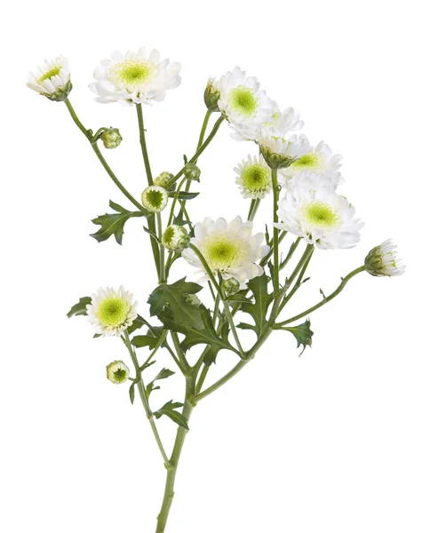 白い花 — ストック写真