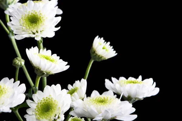 Beautiful flowers — Stock Photo, Image